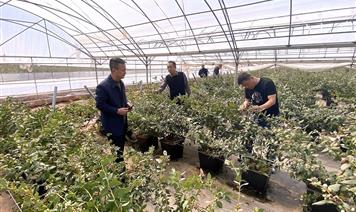 涼山農(nóng)投集團公司黨委副書記王亞斌到?jīng)錾胶Ｉ菊{(diào)研藍(lán)莓基地產(chǎn)業(yè)