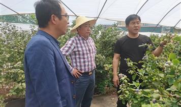 涼山農投集團黨委書記、董事長張偉赴會東縣藍莓現(xiàn)代農業(yè)園區(qū)檢查督導工作
